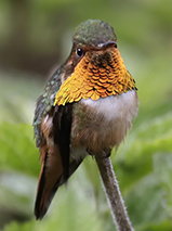 Costa Rica 17.11.-4.12.2025 